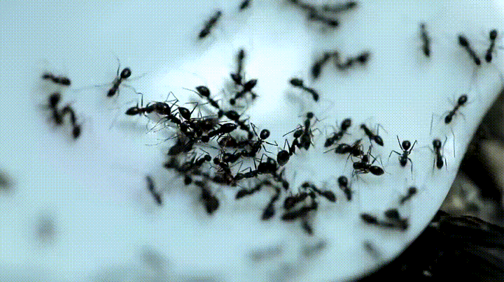 Ant Control