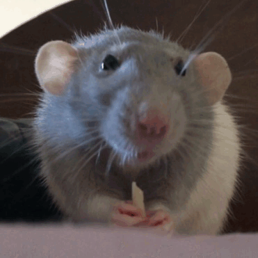 Rat control services in Delhi NCR
